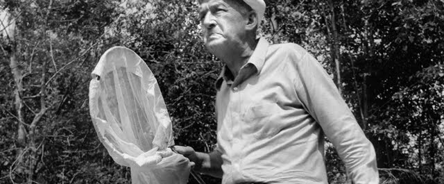 Vladimir Nabokov chasing butterflies